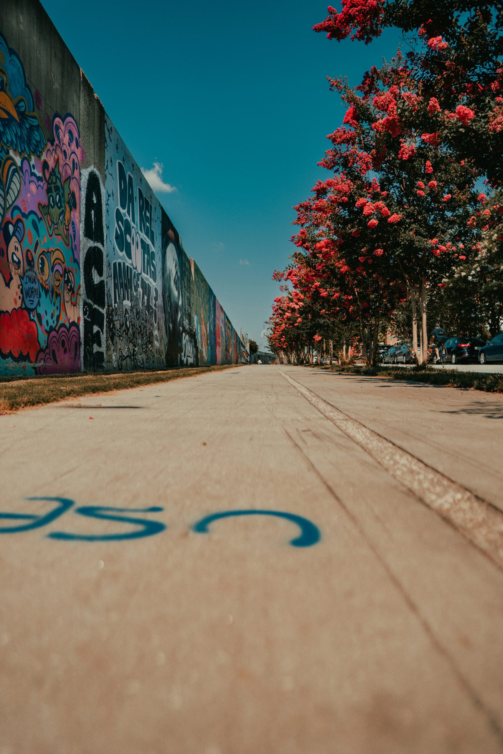 An Atlanta sidewalk view bordered on one side by a wall painted with colorful graffiti and on the other by flowering trees with big, pink flowers.